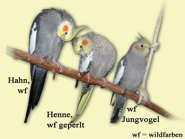 Nymphensittiche (WF Hahn,WF Geperlt Henne,WF Jungvogel)