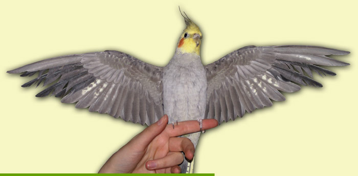 Umfrbender Junghahn mit gespreizten Flgeln(WF)