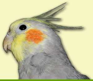 Umfrbender Junghahn (WF)