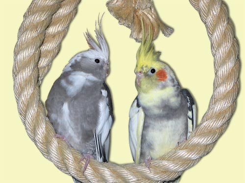 Nymphensittichpaar im Sisalring