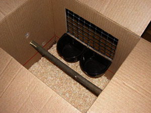 Nymphensittich - Transportbox