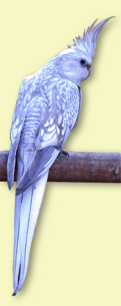 Zimtgeperlter Weikopfhahn