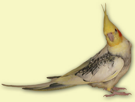 Geperlter Scheckenhahn