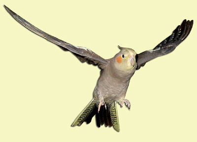 Fliegender Nymphensittich