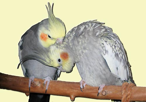 Sich kraulendes Nymphensittichpaar