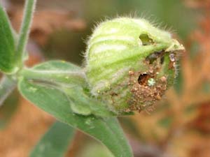Samenkapsel des Leimkraut, die von einer Larve genutzt wird.