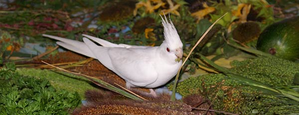 Nymphensittich sitzt in einem Berg Grünfutter.