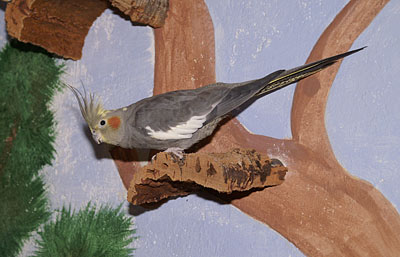 Korkbrettchen an der bemalten Wand