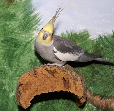 Korkbrettchen an der bemalten Wand