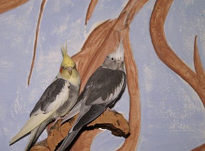 Korkbrettchen an der bemalten Wand