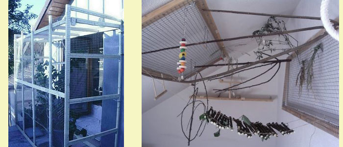 Nymphensittich Innenvoliere