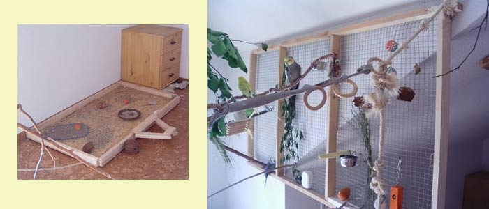 Nymphensittich Innenvoliere Nymphensittich Innenvoliere