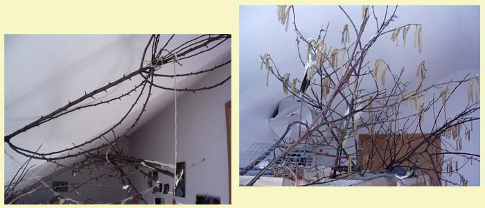 Nymphensittich Innenvoliere Nymphensittich Innenvoliere