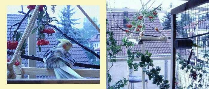 Nymphensittich Innenvoliere