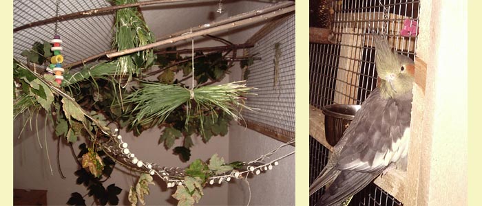 Nymphensittich Innenvoliere