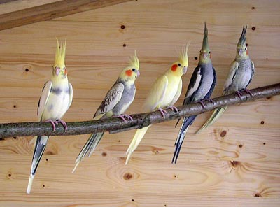 Fnf Nymphensittiche auf Sitzast.