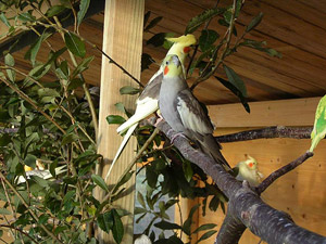 Nymphensittich sonnt sich.