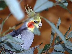 Nymphensittich beim schreddern.