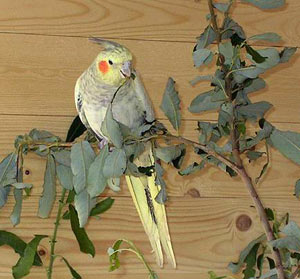 Nymphensittich beim fressen.