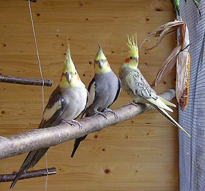 Drei Nymphensittiche auf Sitzstange.