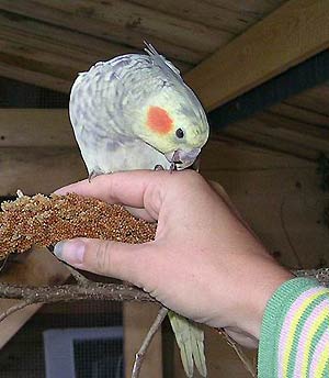 Zahme Nymphensittichhenne auf der Hand.