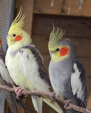 Zwei entspannte Nymphensittiche.