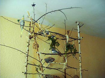 Nymphensittich Anflugplatz