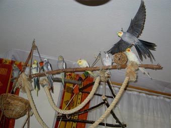 Nymphensittich Anflugplatz