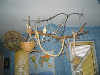 Nymphensittich Anflugplatz Nymphensittich Anflugplatz