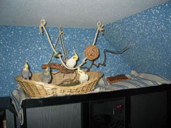 Nymphensittich Anflugplatz