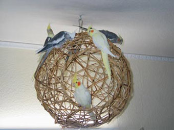 Nymphensittich Anflugplatz