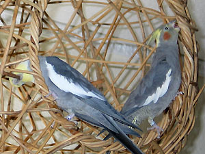 Nymphensittiche spielen in Weidenkugel