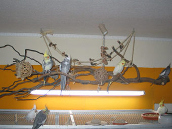 Nymphensittich Anflugplatz