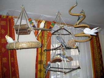 Nymphensittich Anflugplatz