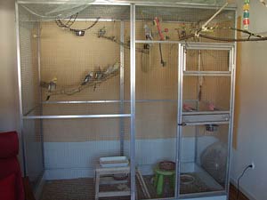 Nymphensittich Innenvoliere