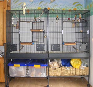 Nymphensittich Innenvoliere