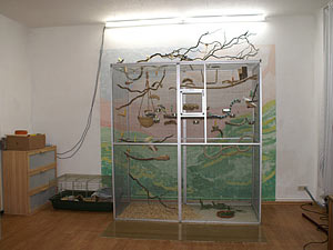 Nymphensittich Innenvoliere