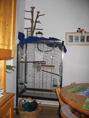 Nymphensittich Innenvoliere