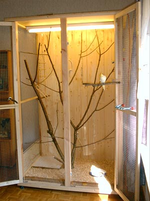 Nymphensittich Innenvoliere