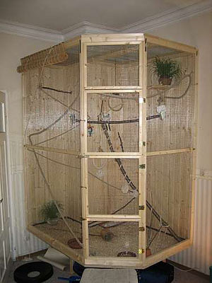 Nymphensittich Innenvoliere