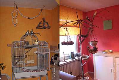 Nymphensittich Innenvoliere