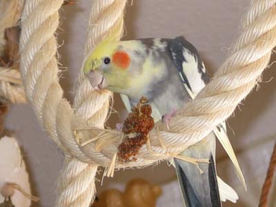 Nymphensittich Intelligenztest Nymphensittich Intelligenztest