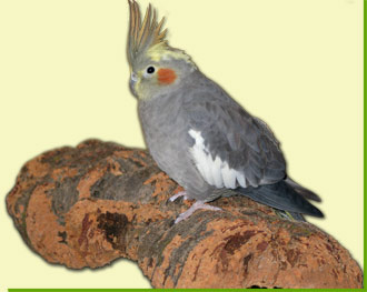 Naturkork als Sitzplatz