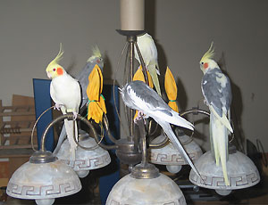 Nymphensittiche sitzen auf einer Wohnzimmerlampe.