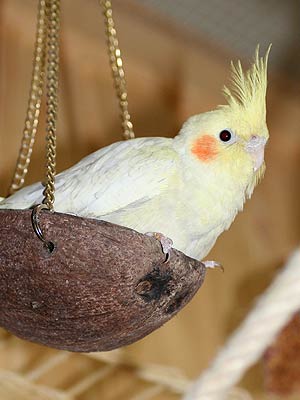 Ein Nymphensittiche in einer Kokosnuss-Schaukel