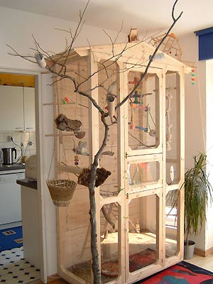 Nymphensittich Innenvoliere