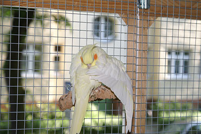 Gitterfenster, vergittertes Fenster