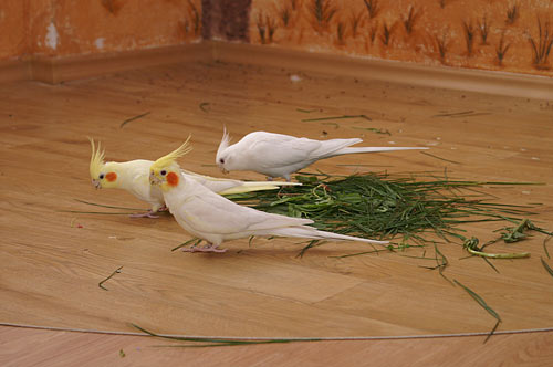 PVC zum Schutz ber dem Laminat