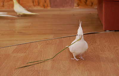 PVC zum Schutz ber dem Laminat