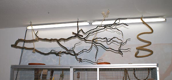 Beleuchtung mit Automatikdimmer, Arcadia Vogellampe